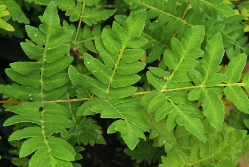 Osmunda regalisKoningsvaren bestellen